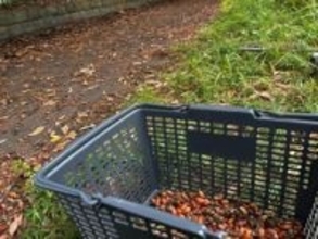 45歳男性、どんぐり拾って生計立てるとは……！？　想定外の理由に驚き「売れるんですか」「仕事に貴賤はない！」