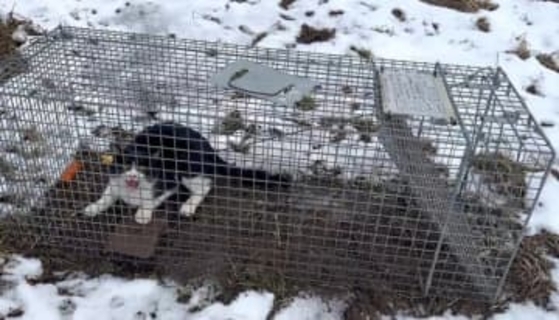 牧場住まいの猫さん、アライグマの罠にかかり「ここから出せ〜！」とご立腹「キレててかわいい」