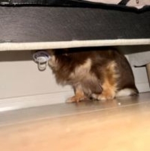 「ほんと無理いいかげんにして」ぐずって大泣きする11ヶ月息子の横で……おしゃぶりを横取り、くわえた“犯人”は？