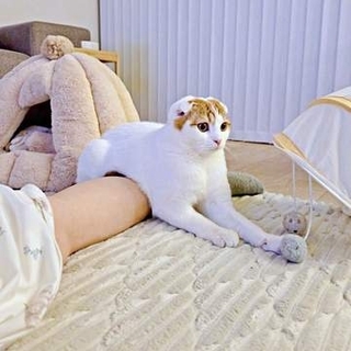 スコティッシュフォールドの決め技“スコティッシュ・ホールド”炸裂！ 飼い主の足でくつろぐ猫に「新人レスラー？」「逃げられないｗ」