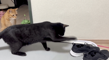 飼い猫、動かない敵に猫パンチ！ビビりながら「やんのかコラ」謎敵の正体は？「茶トラの心配顔がたまらない」「何したんだよ…」