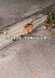 「ふらつき転びながら必死についてきた子猫…「このままでは生き残れない」と保護　鼠径ヘルニアと脳障害を抱えながらも日々を生きる」の画像1