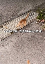 ふらつき転びながら必死についてきた子猫…「このままでは生き残れない」と保護　鼠径ヘルニアと脳障害を抱えながらも日々を生きる