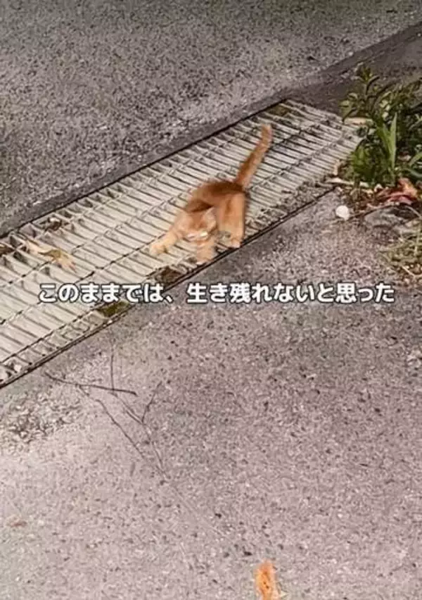 ふらつき転びながら必死についてきた子猫…「このままでは生き残れない」と保護　鼠径ヘルニアと脳障害を抱えながらも日々を生きる