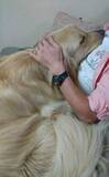 「「人間に乗っかって寝ることが普通だと思っていた」犬さん　実は36キロの大型犬、なぜこうなった？」の画像1