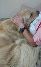 「人間に乗っかって寝ることが普通だと思っていた」犬さん　実は36キロの大型犬、なぜこうなった？