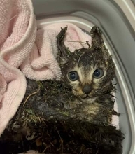 交差点にポツンといた子猫　全身ベタベタ、砂ゴミまみれでブルブル→汚れを落とすため、小麦粉をかけると思わぬ行動に
