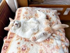 後ろ足パッカーン！魚ならぬ「猫の開き」爆誕！？ 大胆すぎる“へそ天”ポーズで眠る姿に反響　「見事な開脚」「跳び箱スタイルですね」