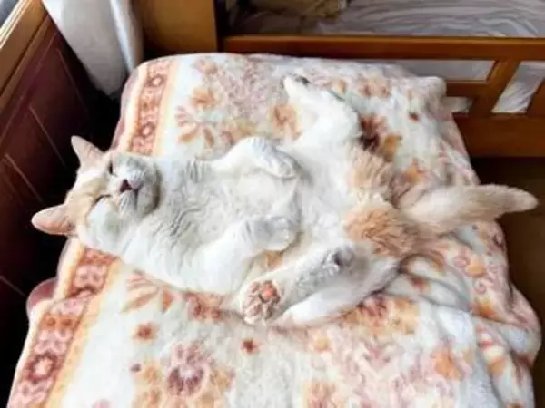 後ろ足パッカーン！魚ならぬ「猫の開き」爆誕！？ 大胆すぎる“へそ天”ポーズで眠る姿に反響　「見事な開脚」「跳び箱スタイルですね」