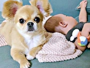 赤ちゃんと飼い主、どっちも気になる犬　二足立ちで右へ左へ行ったり来たり…ダンスみたいなステップがかわいすぎる