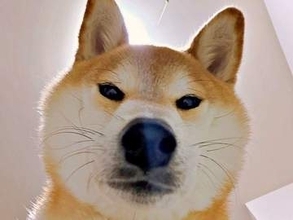 「柴犬に問い詰められたい人へ」…真顔でカメラをのぞき込む超接写ショットに反響　「小一時間問い詰められたい」「かわよすぎて無理」