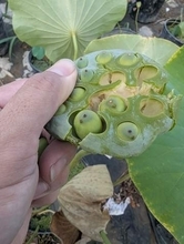 「ほんのり甘くナッツのような食感」蓮の実は食べられるって知ってる？　市場には出回らず、生で味わえる期間はわずか