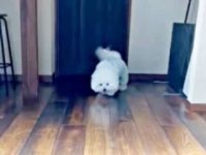 犬さんの動きが「モップ機能つきルンバ」みたい　床をスリスリ→ブルブルッ「本家よりすごいな！」「高性能」