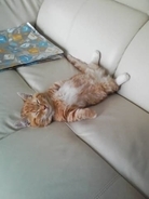 「数日で亡くなるかも」と言われた子を家族に迎えて13年　背骨に奇形を抱えたツンデレ猫、扁平上皮がんとの闘いと別れ