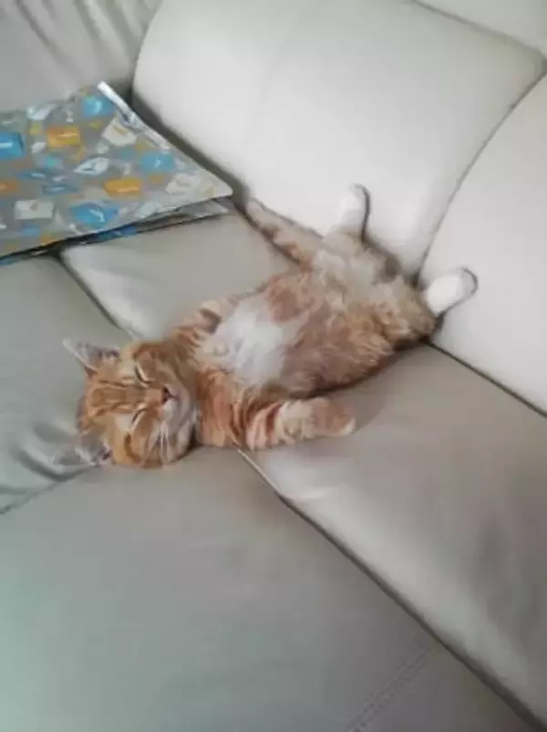 「数日で亡くなるかも」と言われた子を家族に迎えて13年　背骨に奇形を抱えたツンデレ猫、扁平上皮がんとの闘いと別れ