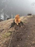 登山中に山で「拒否柴」……全力で切り株にしがみつく背中に爆笑、この後どうなった？