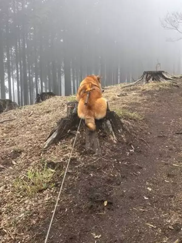 登山中に山で「拒否柴」……全力で切り株にしがみつく背中に爆笑、この後どうなった？