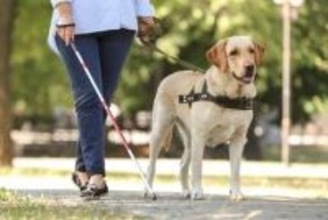 盲導犬ユーザーを「受け入れる」鉄道は7割、宿泊業は5割　従業員の不安は「衛生面」「安全確保」