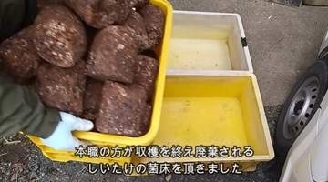 「まだ育つのにもったいない」廃棄される椎茸の菌床を入手、栽培してみたら…「目のつけどころが天才すぎる」