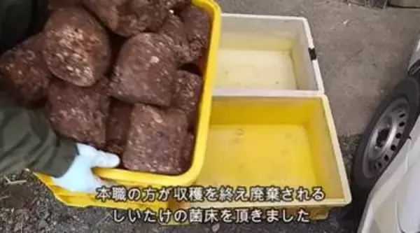 「まだ育つのにもったいない」廃棄される椎茸の菌床を入手、栽培してみたら…「目のつけどころが天才すぎる」