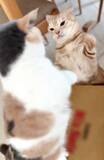 「猫2匹が段ボール箱の取り合いで「ポコスカ猫パンチ」の応酬　その後の心温まる結末に「愛～！」「おばちゃん泣きそうや…」」の画像1