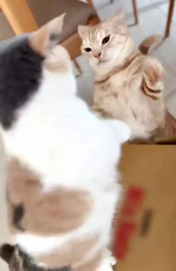猫2匹が段ボール箱の取り合いで「ポコスカ猫パンチ」の応酬　その後の心温まる結末に「愛～！」「おばちゃん泣きそうや…」