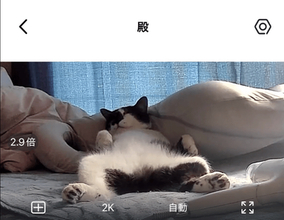 仕事中にペットカメラを見たら→愛猫の衝撃の姿…おっぴろげに大爆笑　「やばっ！」「予想以上の殿っぷり」