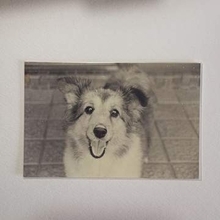 「瞳の中に私がいる」20年前の愛犬の写真に反響　“17年たった今もなお続く絆”に涙
