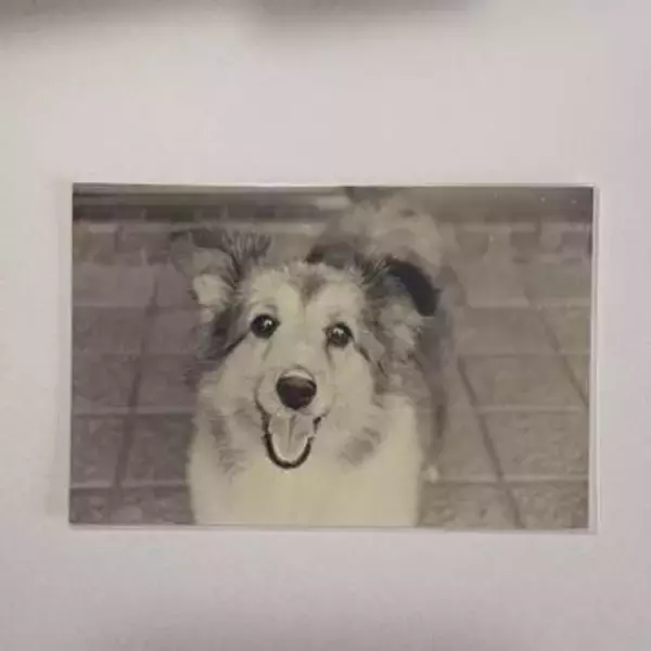 「瞳の中に私がいる」20年前の愛犬の写真に反響　“17年たった今もなお続く絆”に涙