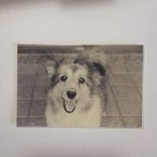 「瞳の中に私がいる」20年前の愛犬の写真に反響　“17年たった今もなお続く絆”に涙