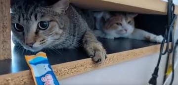 築60年の祖母宅で暮らす男性　2匹の保護猫を新しい家族に　押し入れに隠れていた兄弟が夜には早くも甘えん坊　「こんなにかわいいとは」