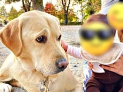 大型犬 小さき友に困惑の表情