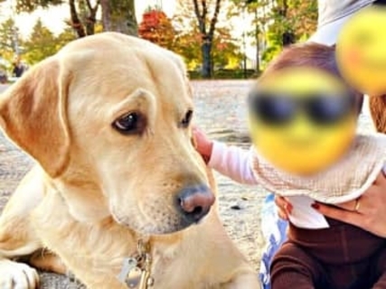 大型犬、初めて出会った“小さき友”への対応に困惑　眉をへの字にした表情に5.1万いいね「なんて優しい顔」「あたたかくて癒やされる」