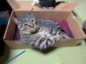 「段ボール箱」をお気に召して、ドヤってる1歳の猫さん　ポーズに「オッサンか？」「社長の風格」「柄がタトゥーに見える」