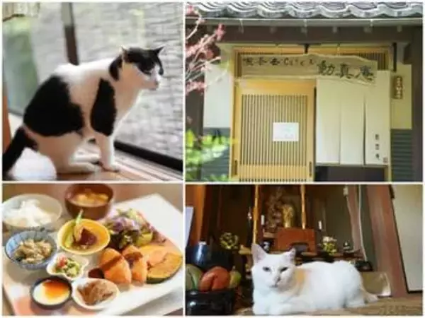 人なつこい２匹の看板猫がお出迎え　大分・湯布院の山奥にある「お寺カフェ」 　悩みを打ち明け人生相談する人も 「心がふっと軽くなる場所でありたい」