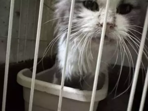 「病気ばかりでこんな子はいらない」と捨てられた猫…足が壊死・栄養失調の深刻状態に衝撃　保護団体の怒り