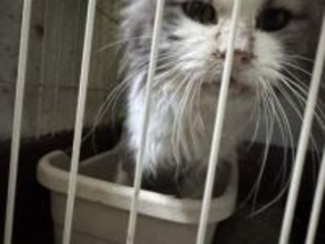 「病気ばかりでこんな子はいらない」と捨てられた猫…足が壊死・栄養失調の深刻状態に衝撃　保護団体の怒り