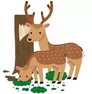 京都府南丹市内で「子鹿」を保護・移送し衰弱死させた動物保護団体に非難の声…野生動物に対する適切な対応、京都府の見解は？