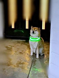拒否柴史上、最速！？ 散歩開始2秒でフリーズした柴犬に爆笑　「早すぎる」「強固な意思」