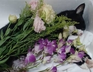 地域猫が行方不明や連続死　ボランティアが感じた“事故や病気では説明できない違和感”とは？