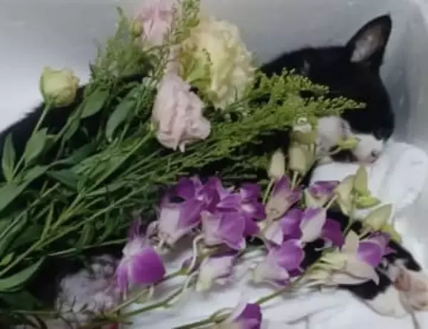 地域猫が行方不明や連続死　ボランティアが感じた“事故や病気では説明できない違和感”とは？