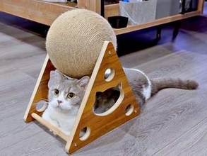 猫用の爪研ぎおもちゃを買ったら…「これで合ってますか？」予想外の使い方が大反響　「100点満点」「かわいいからよし！」