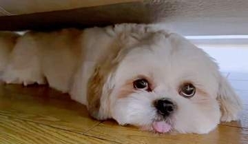 「犬語がわからず困っています」愛犬のおしゃべりを翻訳募集→聞いた犬たちが続々反応！　「首傾げた」「子守唄」…猫にも変化が？