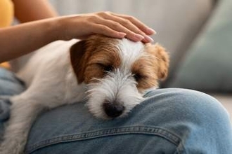 愛犬を施設に預けるときの不安は「慣れない環境でのストレス」が最多　あると安心できるサービスは？
