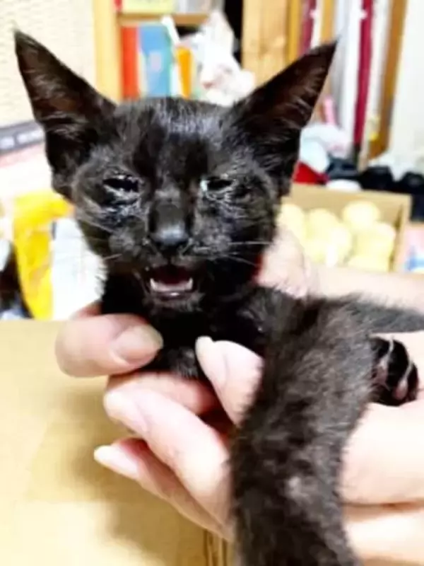 道端でふらついていた小さな子猫　臆病な心を変えたのは妹猫だった　家族の愛に寄り添われ迎えた5歳の今