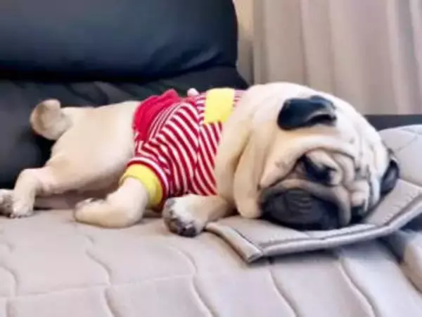 「島忠」と聞いた瞬間ムクッ！熟睡中でも飛び起きる犬の反応が話題　「どんな睡眠より島忠（笑）」「想像していたより素早い」…目当ては？