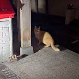 「焼け跡の廃墟で生をつないでいた野良猫　餌場を追いやられ、孤独な日々を乗り越えてきた　今は仲間に慕われる“優しいボス”に」の画像1