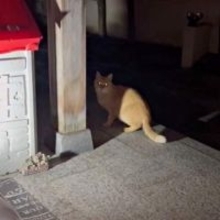 焼け跡の廃墟で生をつないでいた野良猫　餌場を追いやられ、孤独な日々を乗り越えてきた　今は仲間に慕われる“優しいボス”に