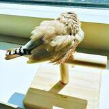 「ゴロゴロ転がって、臭いを放つ鳥→心配になって病院へ、医者の診断にビックリ！　真相に「いちばん平和な健康診断」と反響」の画像1
