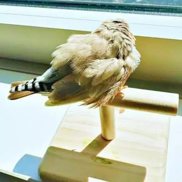 ゴロゴロ転がって、臭いを放つ鳥→心配になって病院へ、医者の診断にビックリ！　真相に「いちばん平和な健康診断」と反響